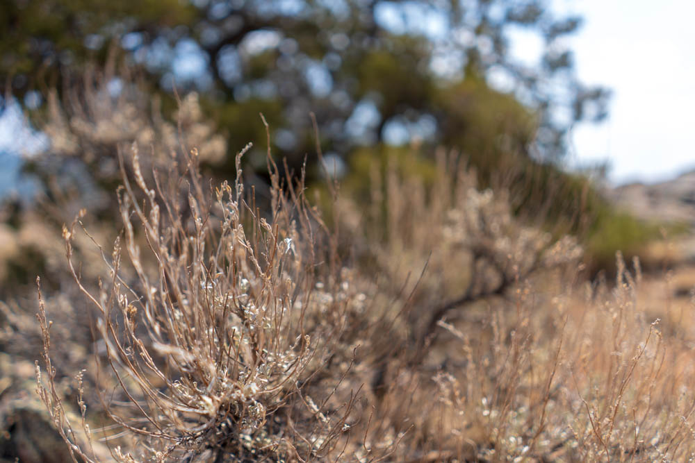 Flora on the Rim of Black Canyon