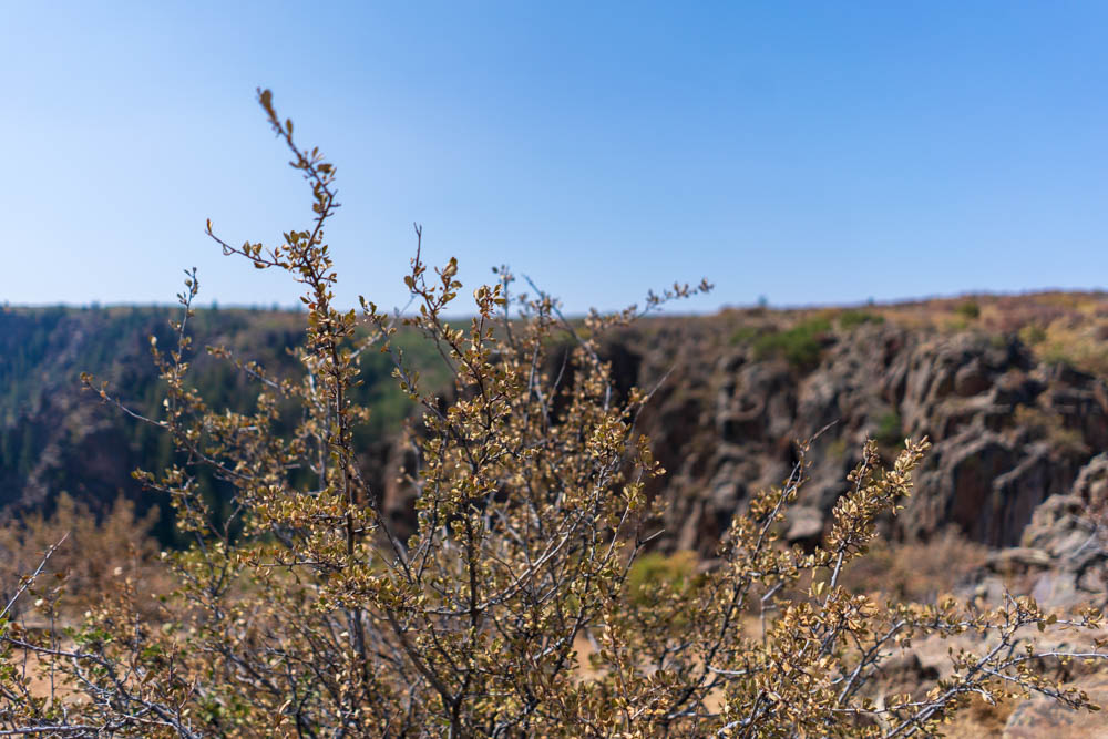 Flora on the Rim of Black Canyon
