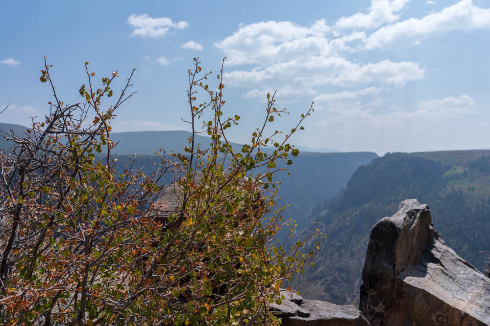 Flora on the Rim of Black Canyon, Black Canyon behind.