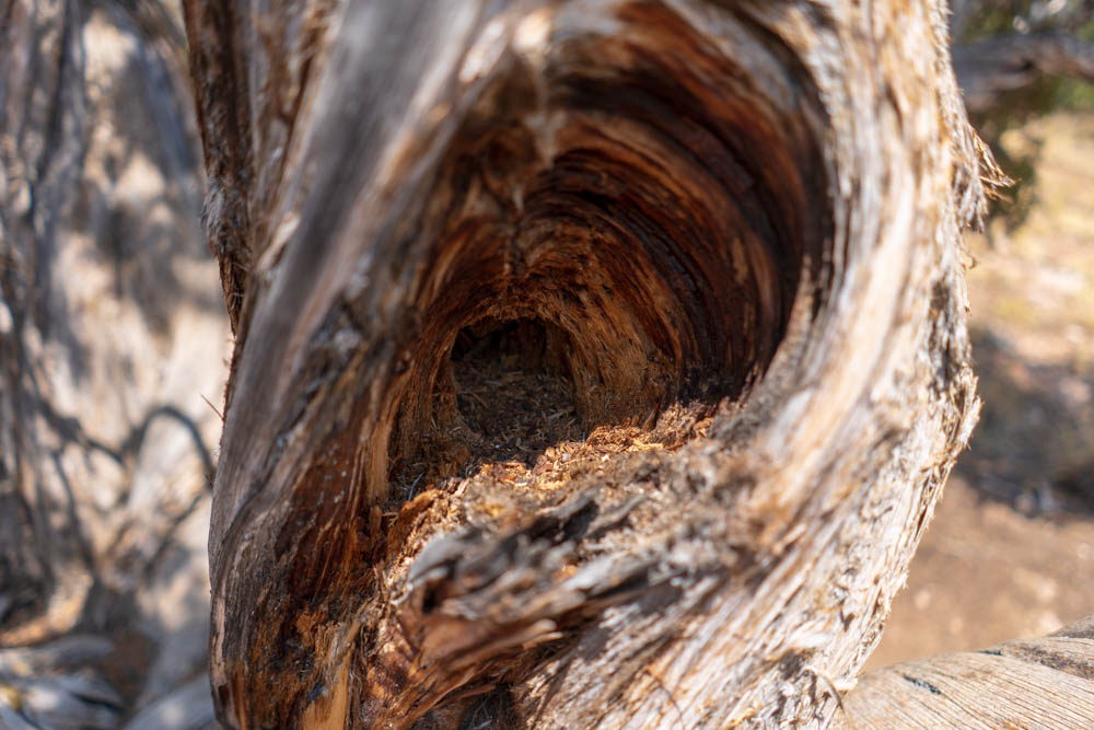 Flora on the Rim of Black Canyon, Dry Tree Trunk